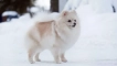 Biały pies: puszyste psy białego koloru