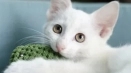 Nazwa białego kotka