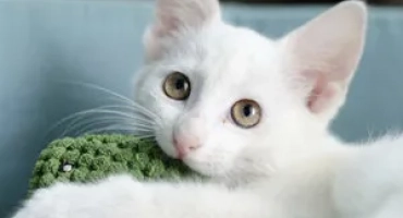Nazwa białego kotka
